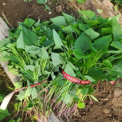 조은해남 밤/호박/꿀고구마 모종 1kg 5kg 10kg 20kg, 꿀고구마 모종10kg